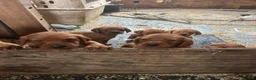 Mixed Breed dogs for sale: Red setter x labrodor - Advert 8