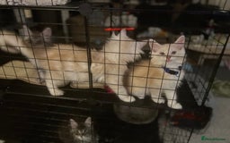 Maine Coon cats for sale: MANE COON KITTENS READY NOW - Image 7