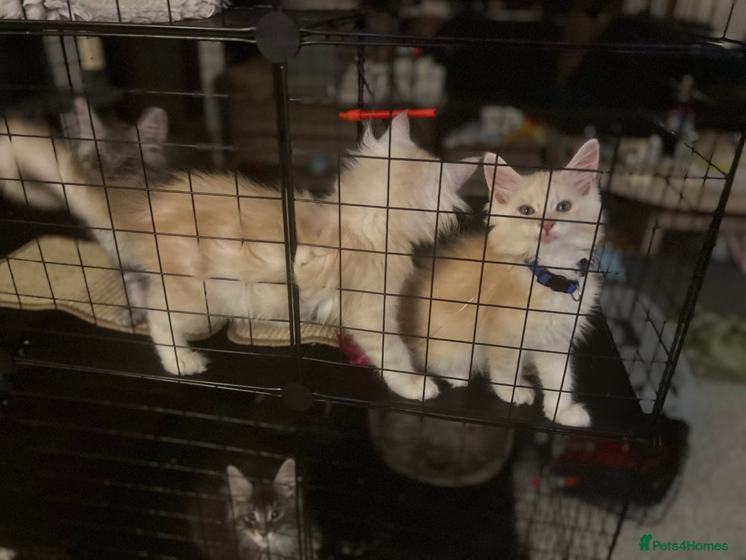 Maine Coon cats for sale: MANE COON KITTENS READY NOW - Image 7