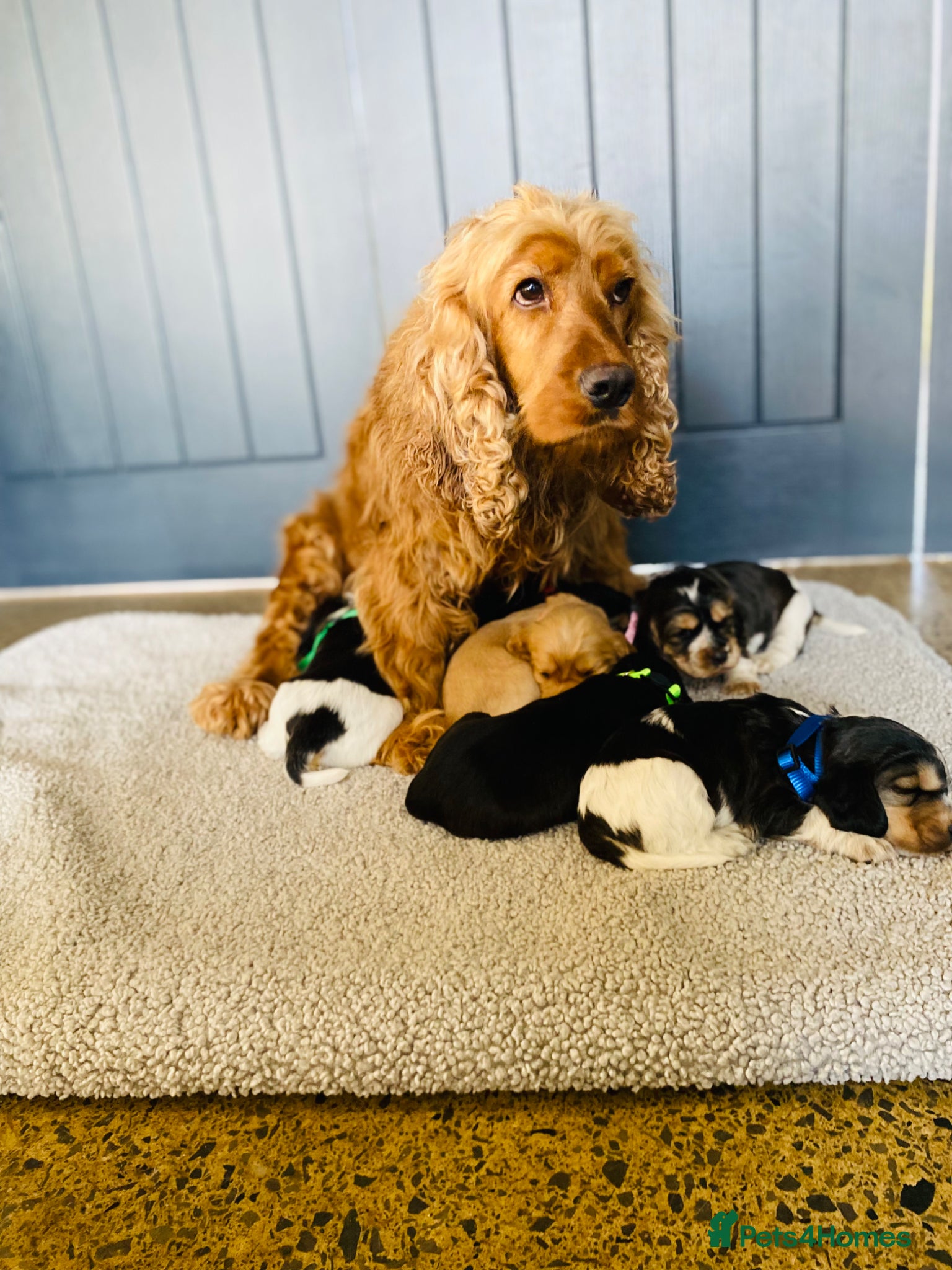 Cocker Spaniel dogs KC/ Healthtested parents. Showtype cockerspaniel🌸 - Advert 1