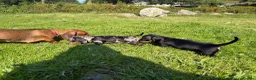 Miniature Dachshund dogs for sale: Miniature Dachshund Puppies - Advert 8