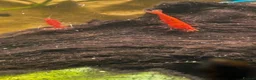 Shrimps fish for sale: Red cherry shrimp  in Wolverhampton - Advert 7