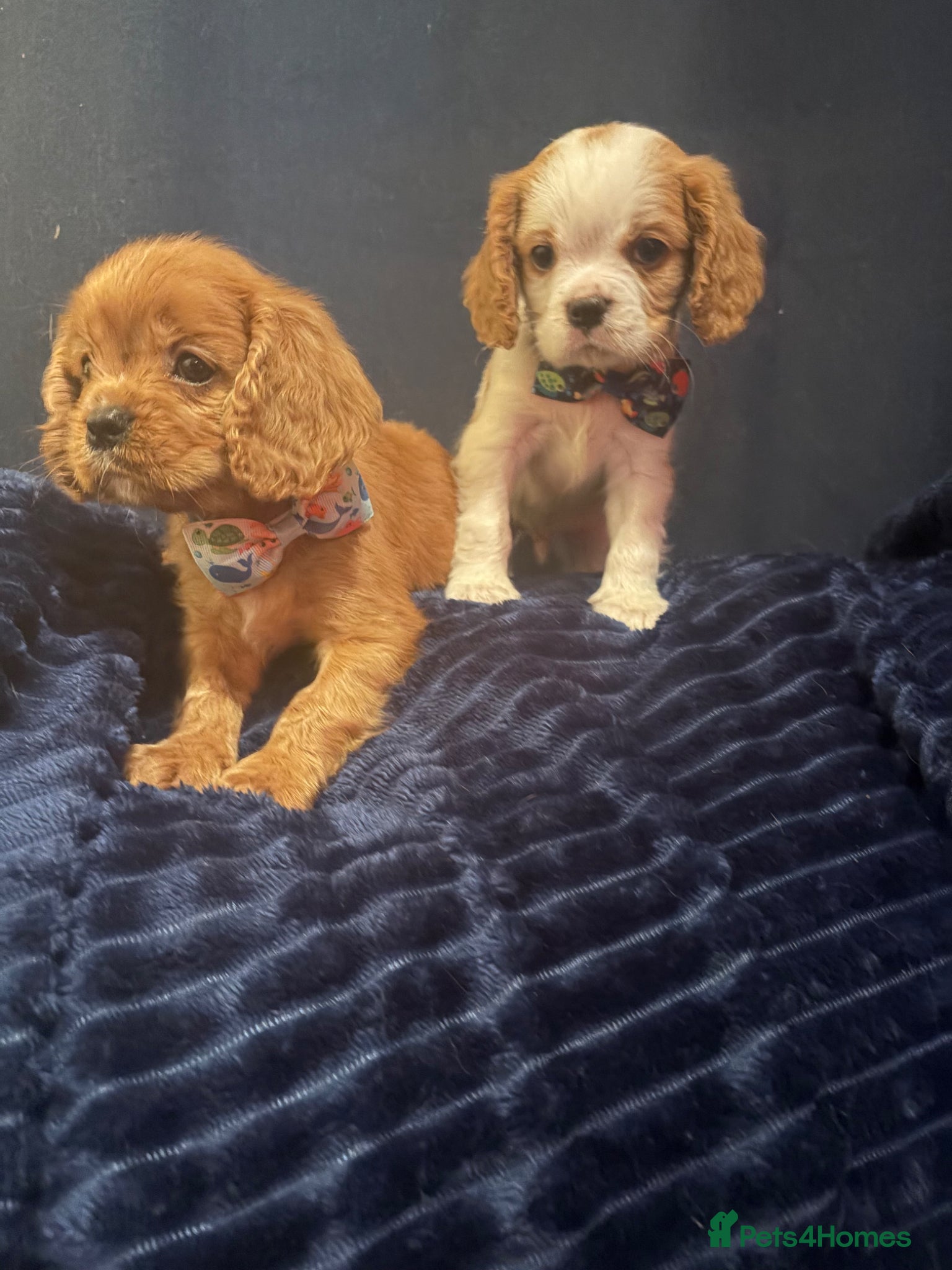 Cavalier King Charles Spaniel dogs Ready for there forvever homes ckcs kc registered  - Advert 2