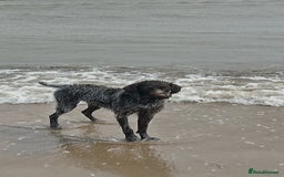 German Wirehaired Pointer dogs for stud: HUNTSTAFF STRIDER  - Image 2