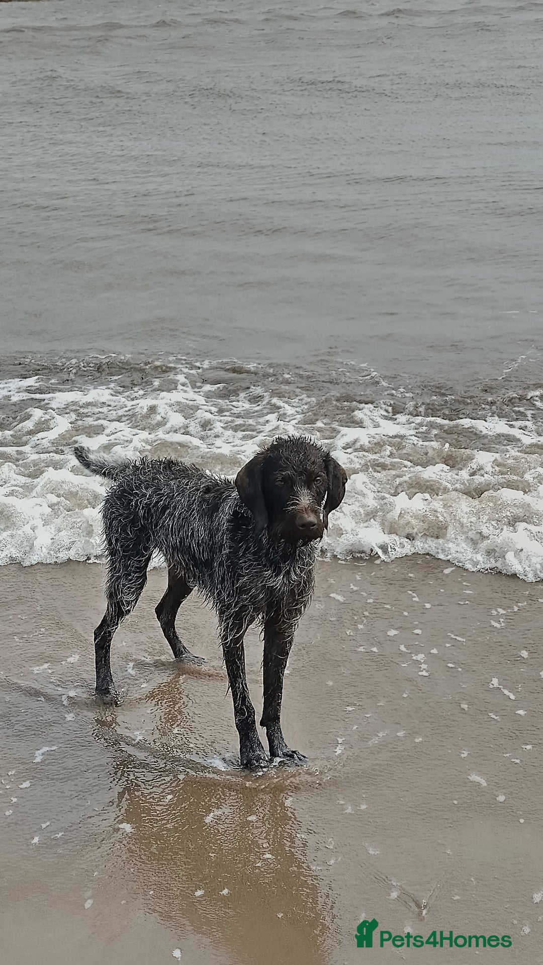 German Wirehaired Pointer dogs for stud: HUNTSTAFF STRIDER  - Image 2
