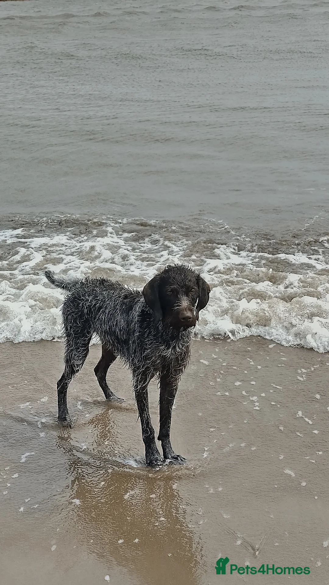 German Wirehaired Pointer dogs for stud: HUNTSTAFF STRIDER  - Advert 2