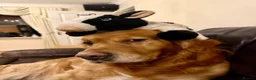 Golden Retriever dogs for stud: STUD - Beautiful Pure Golden Retriever - Advert 13