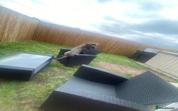 Cane Corso dogs for sale: Rehoming Cane Corso - Image 2