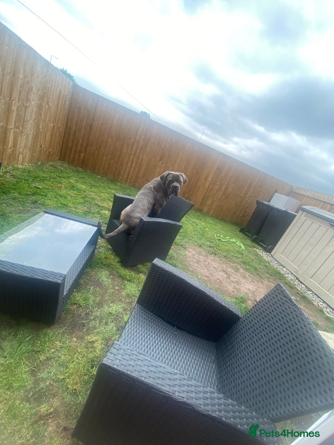 Cane Corso dogs for sale: Rehoming Cane Corso - Image 2