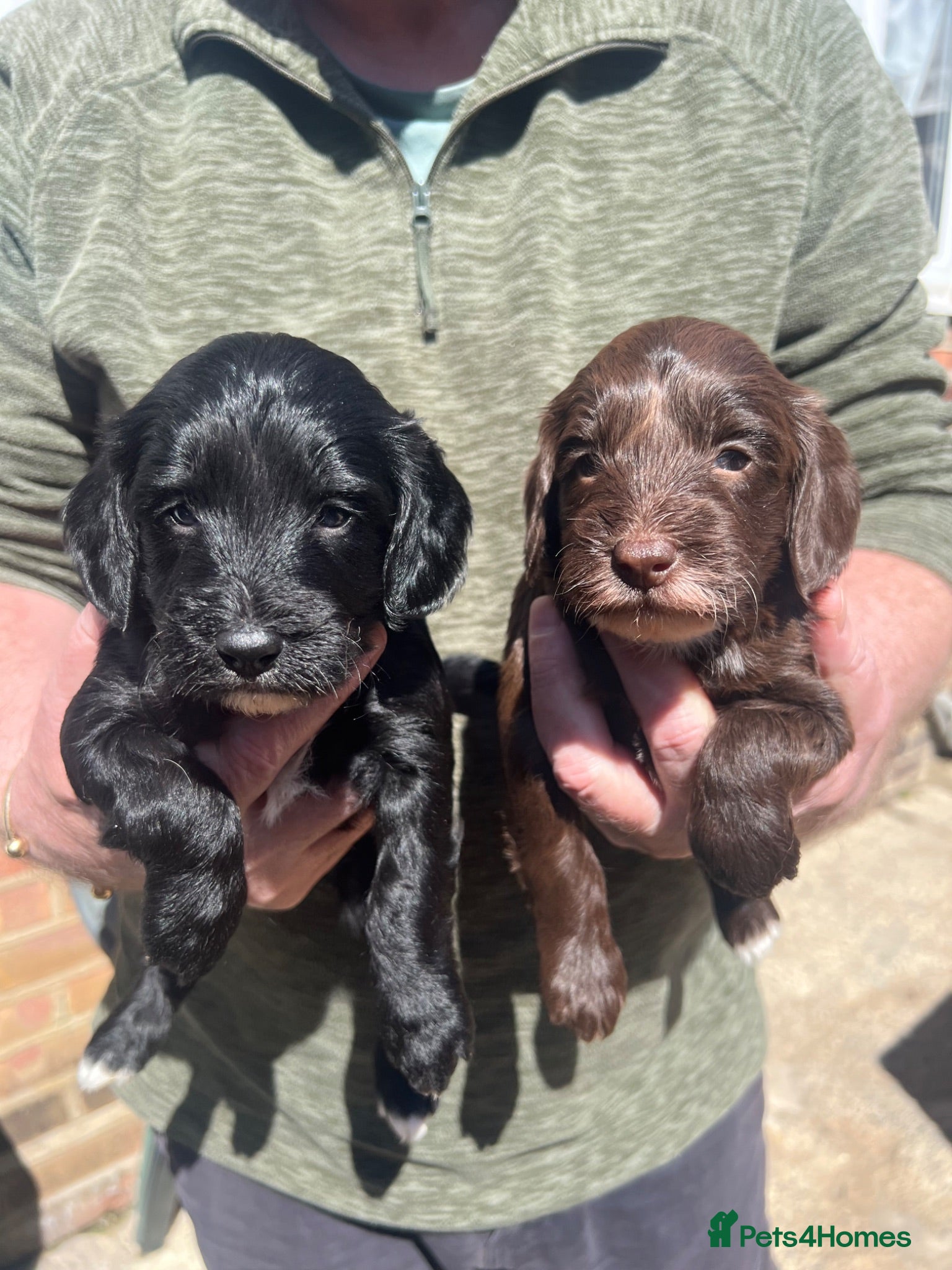 Cockapoo dogs Cockapoo Puppies For Sale  - Advert 2