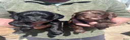 Cockapoo dogs for sale: Cockapoo Puppies For Sale  - Advert 2