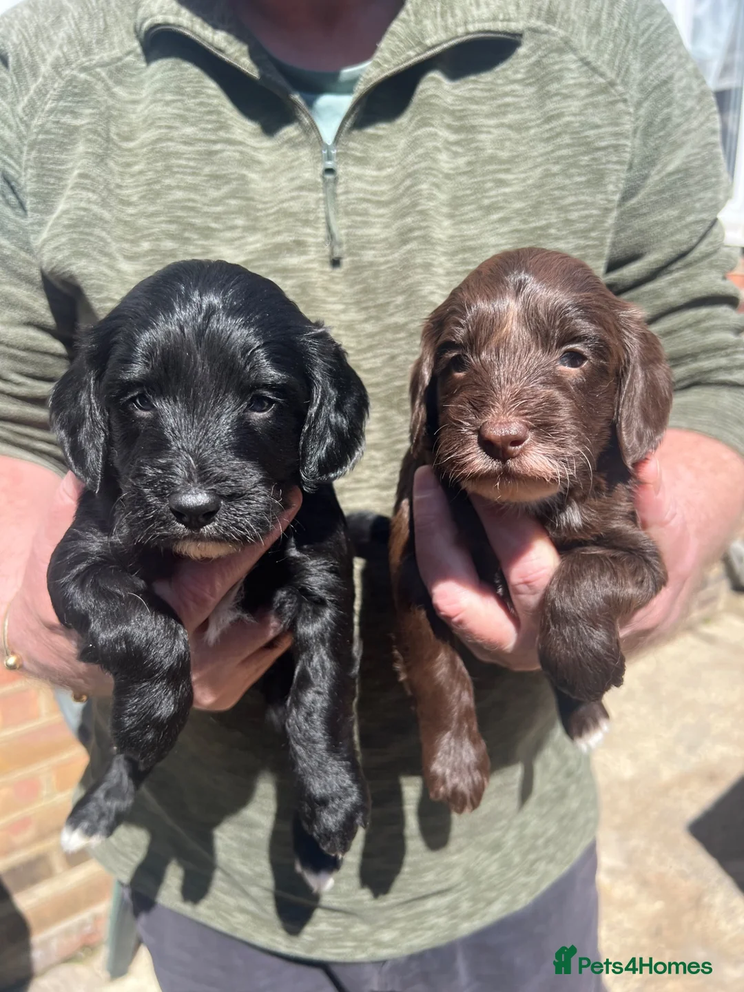 Cockapoo dogs for sale: Cockapoo Puppies For Sale  - Advert 2