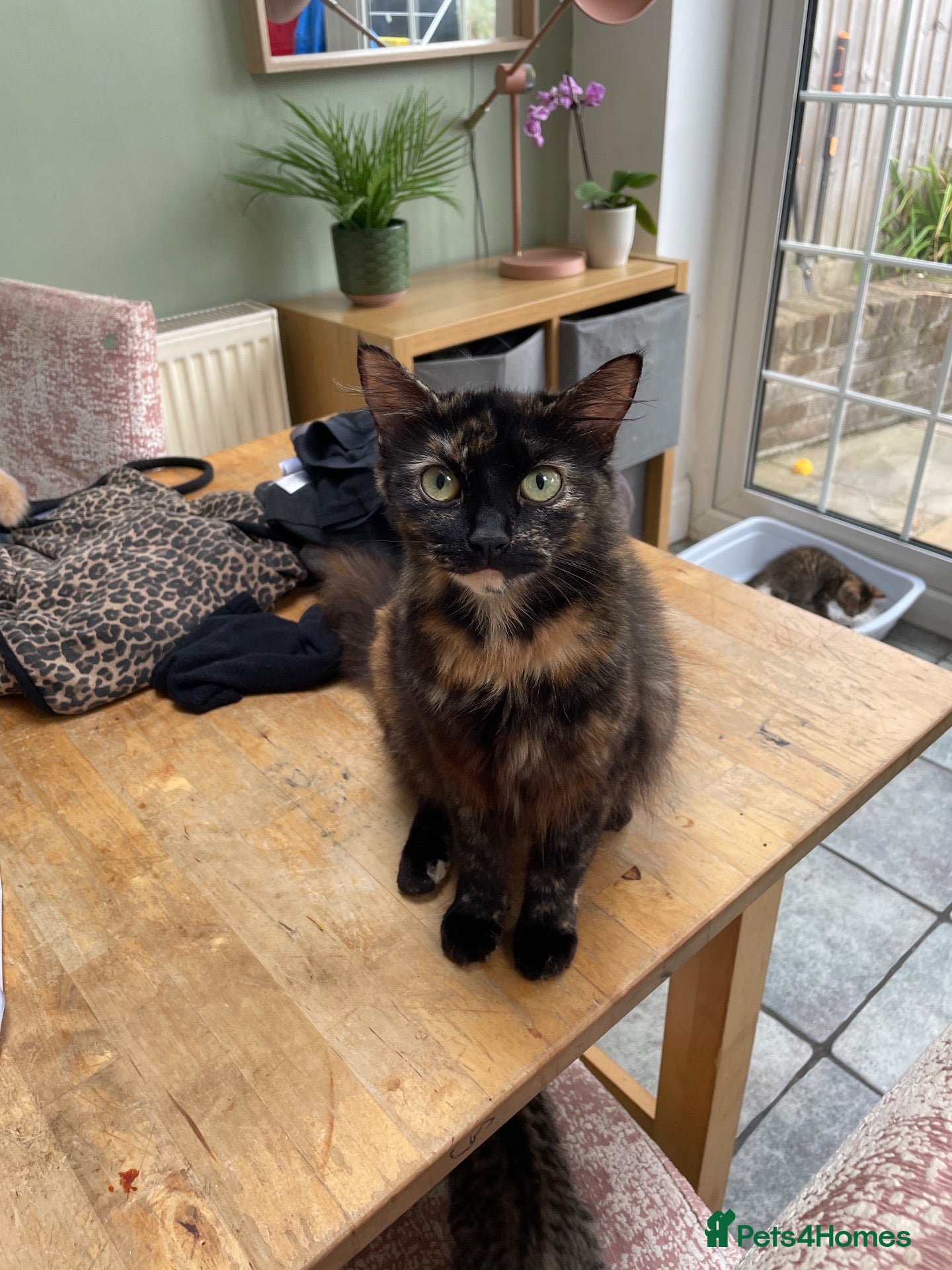 Mixed Breed cats Kittens - Advert 4