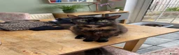 Mixed Breed cats for sale: Kittens - Advert 1