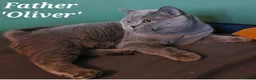 British Shorthair cats for sale: ⭐️ Exceptional GCCF registered kittens ⭐️ in Abertillery - Advert 18