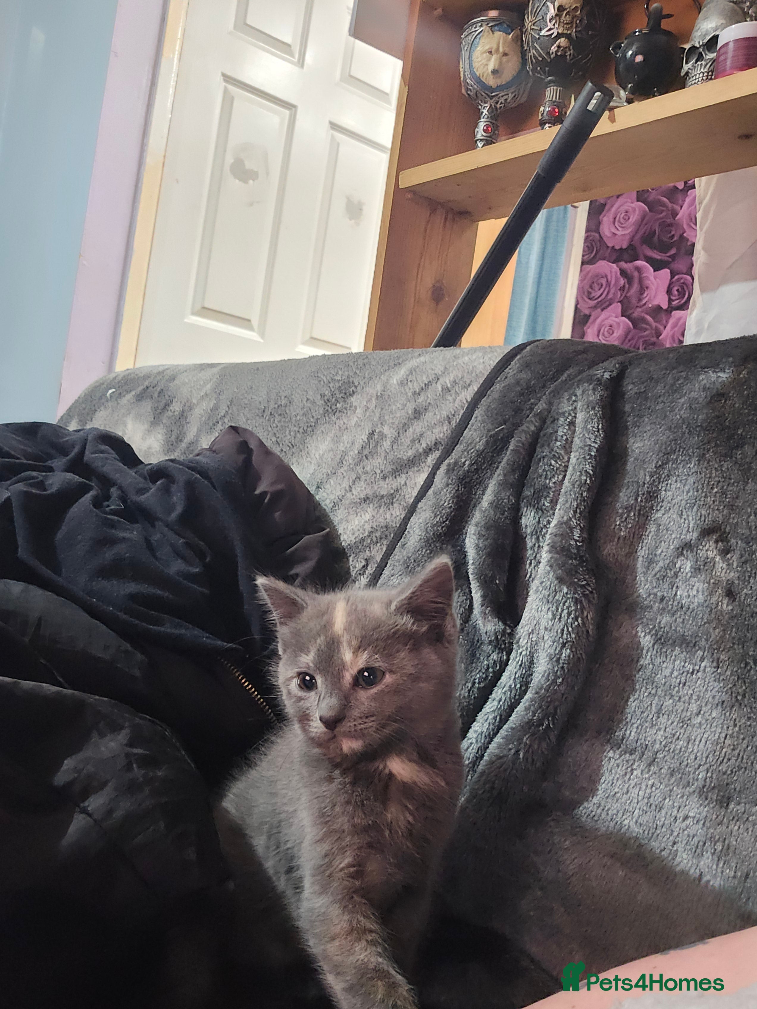 Mixed Breed cats 5 beautiful boys ready now - Advert 2