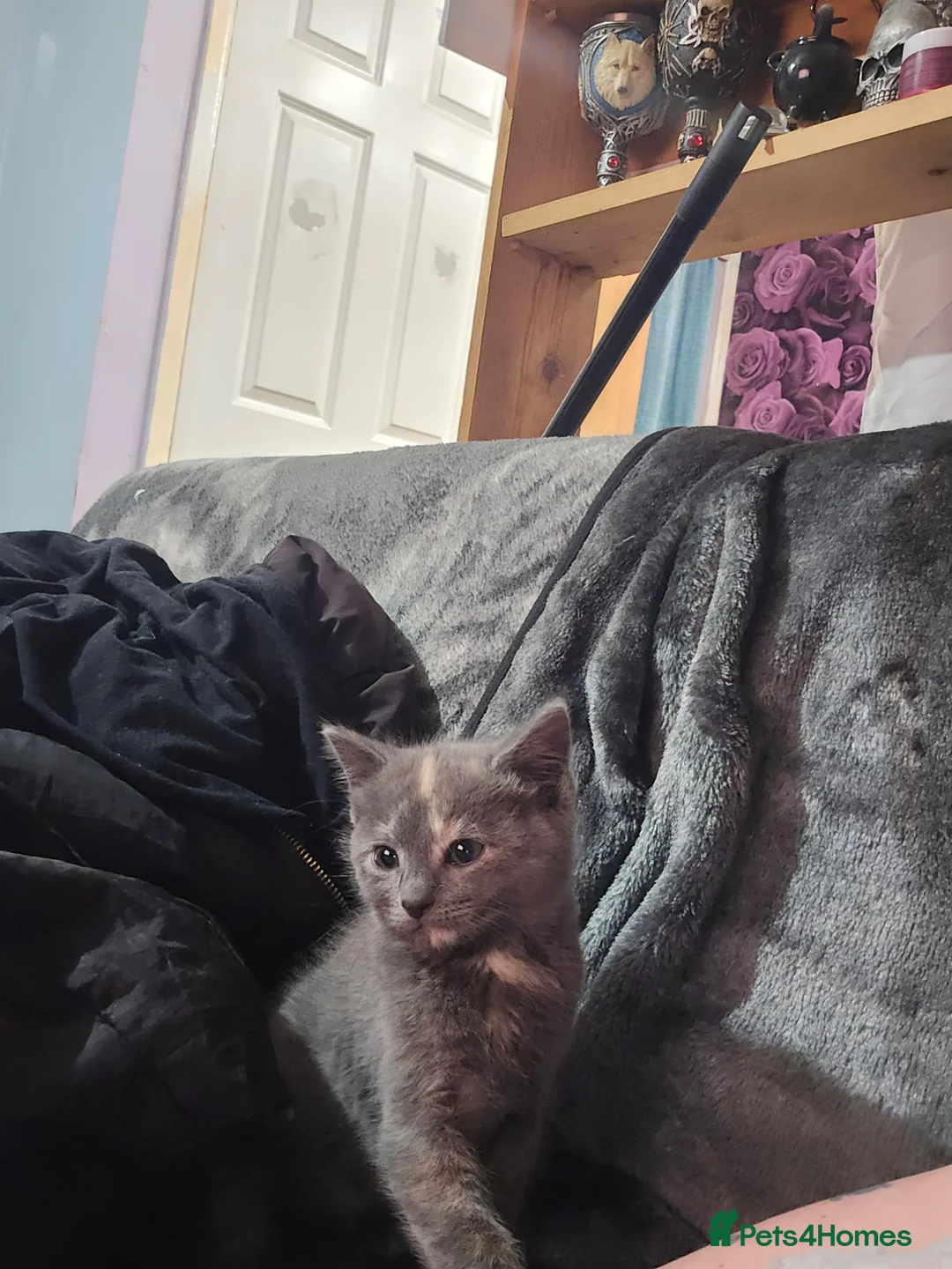 Mixed Breed cats for sale: 5 beautiful boys ready now - Advert 2