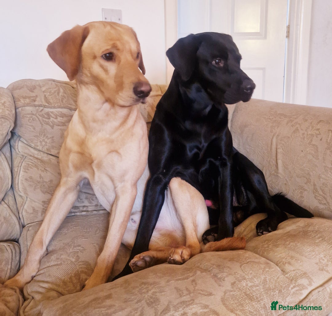 Labrador Retriever dogs for stud: Unproven Labrador Stud NO FEE. KC reg/BVA screened in Brecon - Advert 17