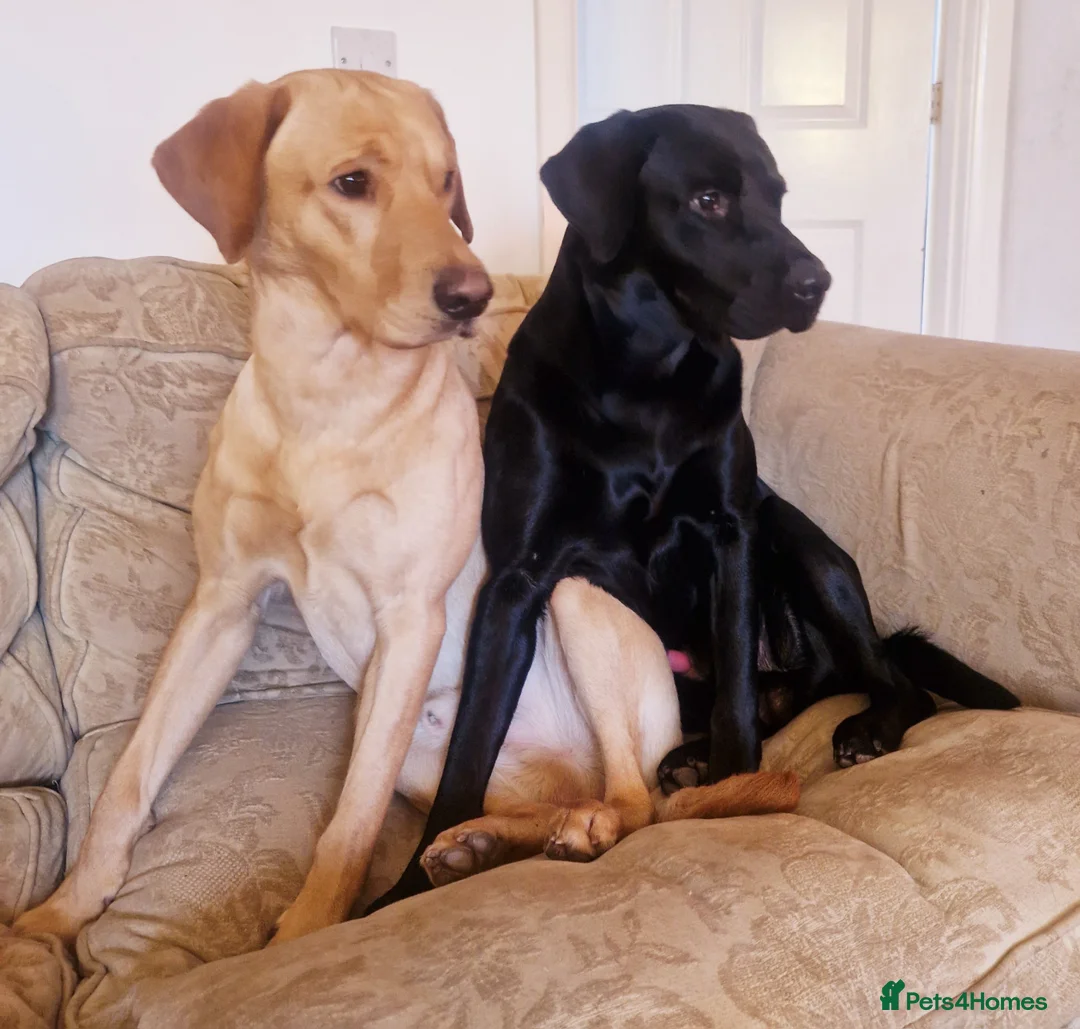 Labrador Retriever dogs for stud: Unproven Labrador Stud NO FEE. KC reg/BVA screened in Brecon - Advert 17