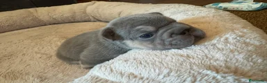 French Bulldog 8