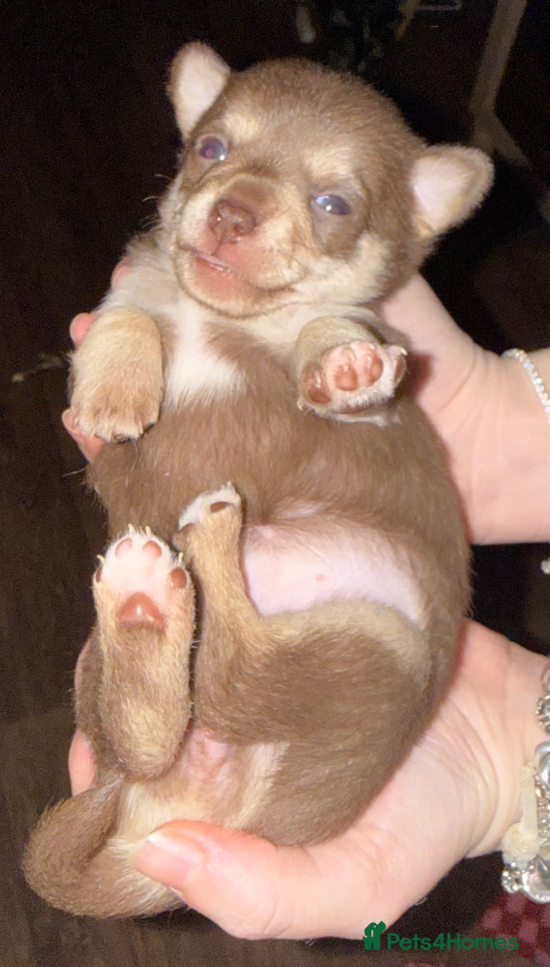 Chihuahua dogs for sale: 2 Female chihuahua puppies  - Advert 11