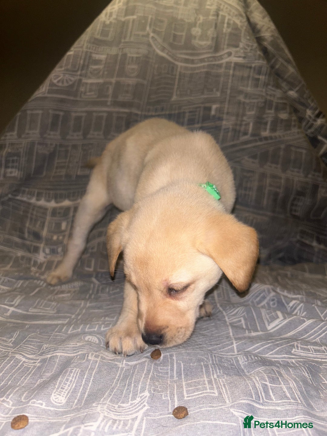 Labrador Retriever dogs for sale: 8 Labrador puppies for sale 🤍 - Advert 26