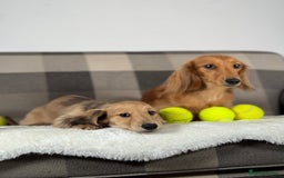 Miniature Dachshund dogs for sale: Beautiful Long-Haired Dachshund - Image 3