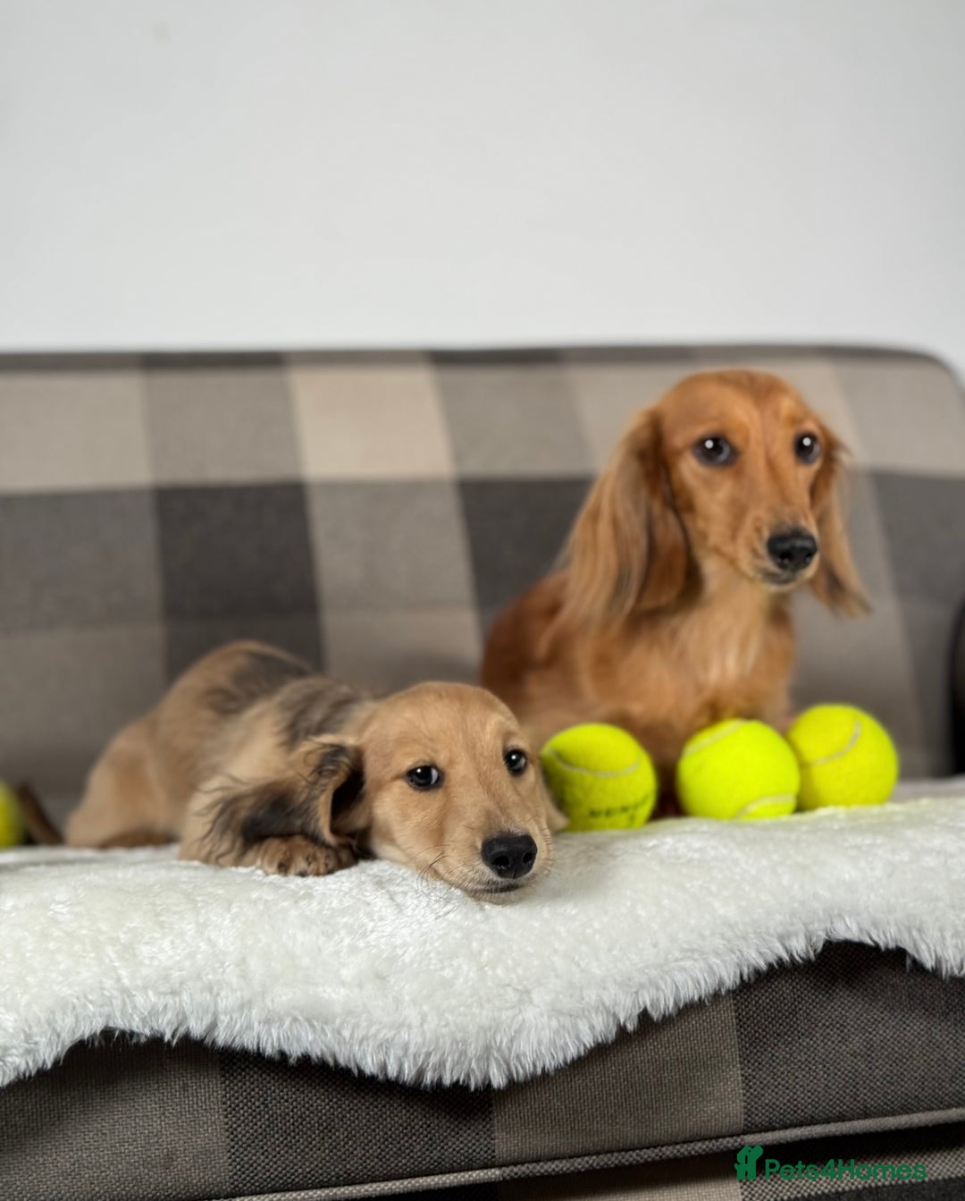 Miniature Dachshund dogs for sale: Beautiful Long-Haired Dachshund - Image 3