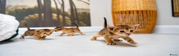 Abyssinian cats for sale: Ruddy Abyssinians Kittens-Outstanding Pedigree  - Advert 1