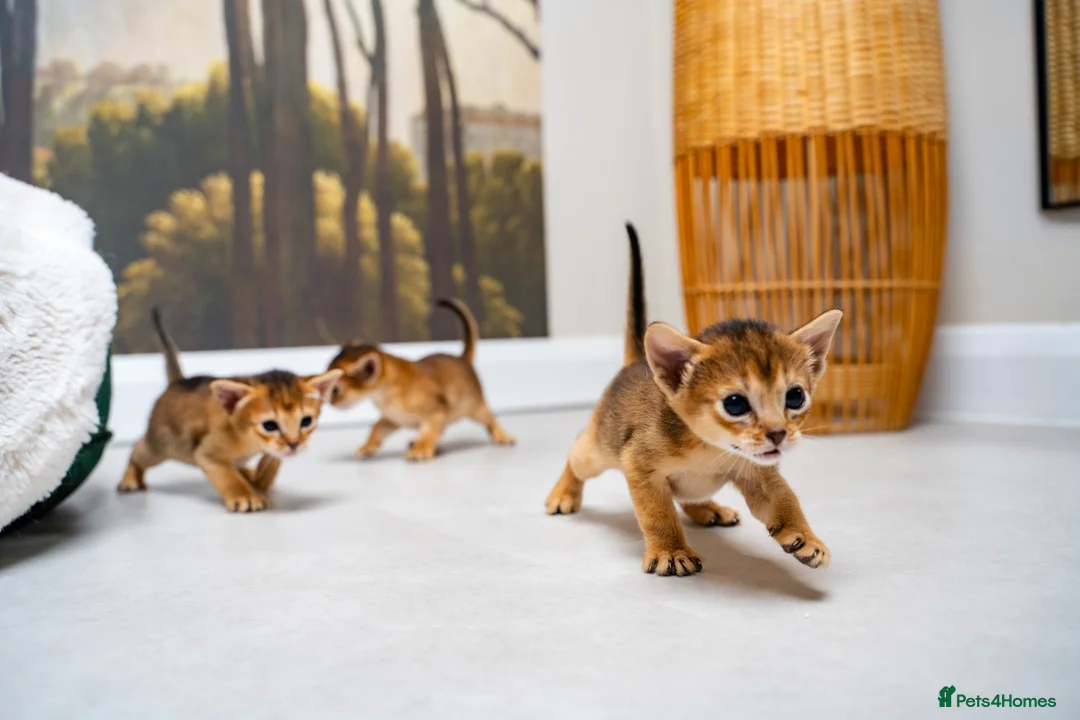 Abyssinian cats for sale: Ruddy Abyssinians Kittens-Outstanding Pedigree  - Advert 1
