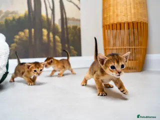 Abyssinian cats Ruddy Abyssinians Kittens-Outstanding Pedigree - Advert 1