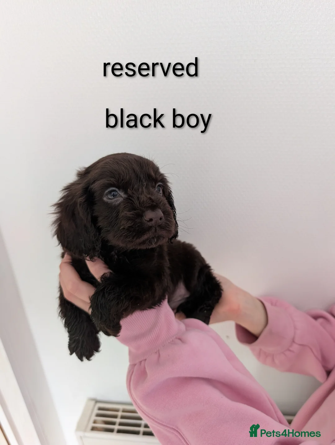 Cocker Spaniel dogs for sale: One puppy left !!Beautiful cocker spaniel puppy's  - Advert 2