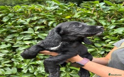 Cocker Spaniel dogs for sale: KC REG Cocker spaniel pups - Image 2