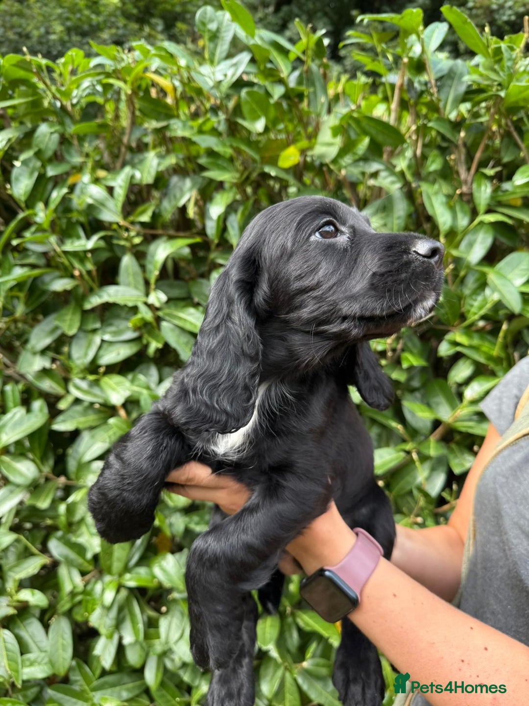 Cocker Spaniel dogs for sale: KC REG Cocker spaniel pups - Image 2