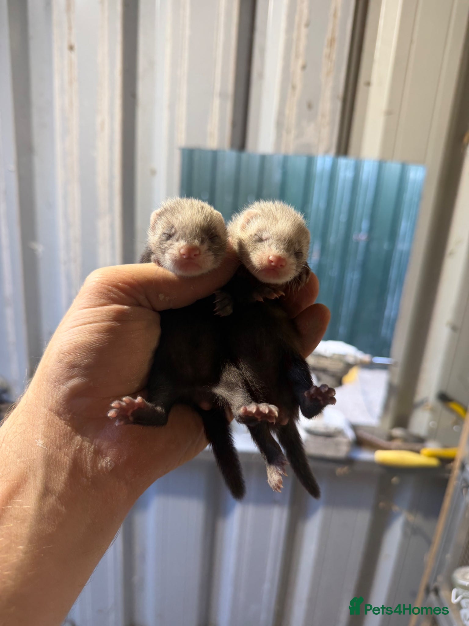 Ferret rodents for sale: Ferret kits  - Advert 1