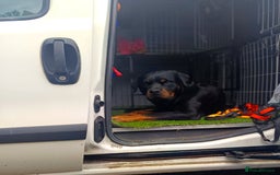 Rottweiler dogs for stud: KC Proven 5* stud in Coventry - Image 9
