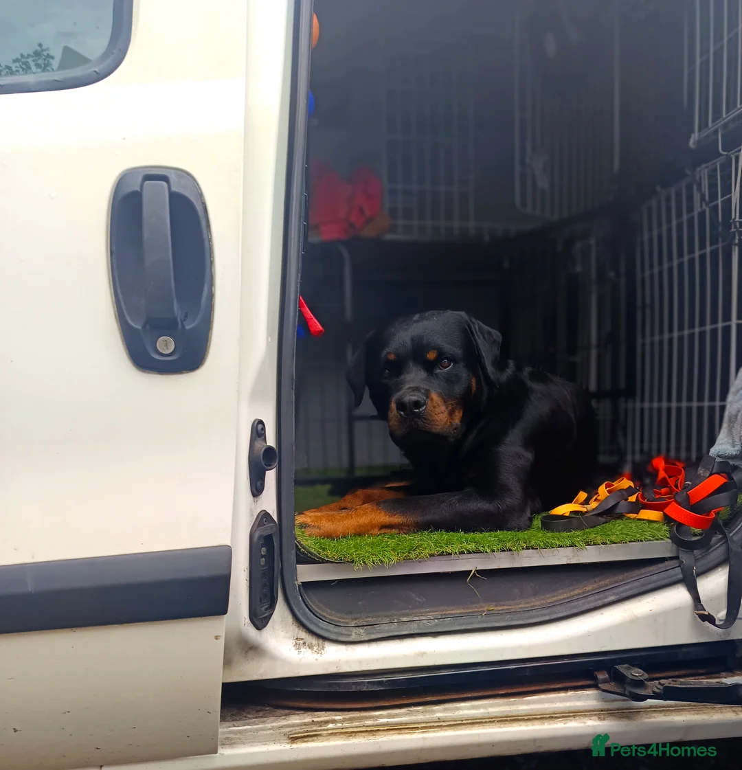 Rottweiler dogs for stud: KC Proven 5* stud in Coventry - Advert 9