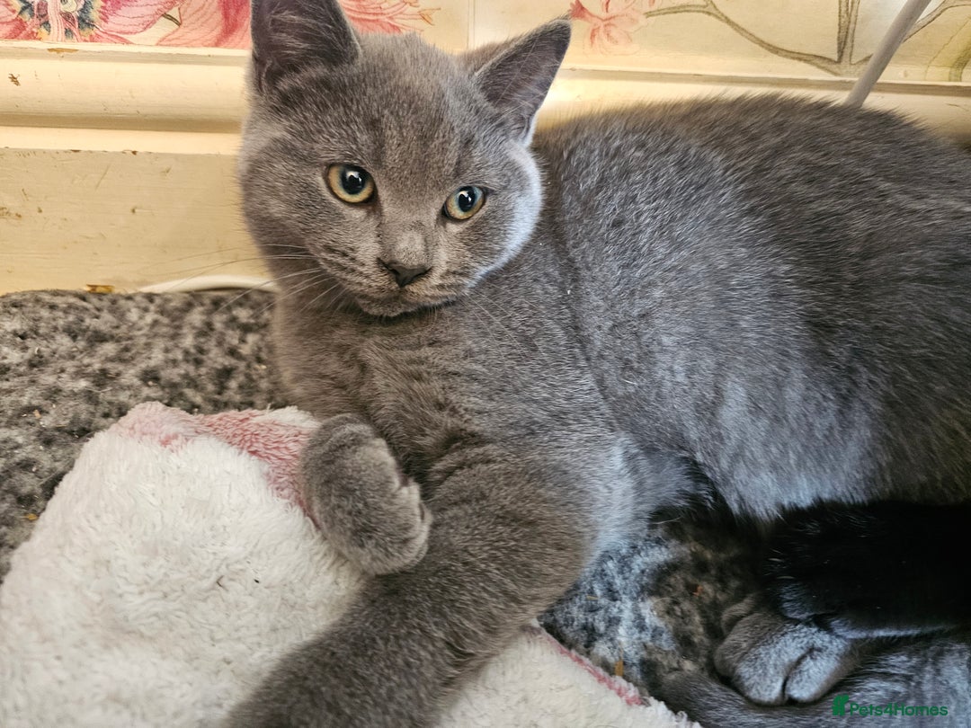 Mixed Breed cats for sale: Beautiful British Shorthair Cross  - Image 7