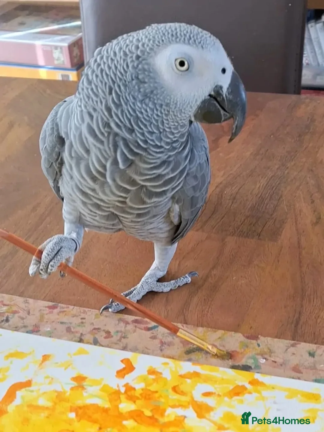 Parrots birds for sale: Tame, Intelligent & Well Socialised🐦  Grey  - Advert 1