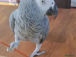 Parrots birds Tame, Intelligent & Well Socialised🐦 Grey - Advert 1