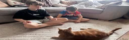 Domestic Shorthair cats for sale: Rio - Gentle 5 year old male  in Dudley - Advert 5