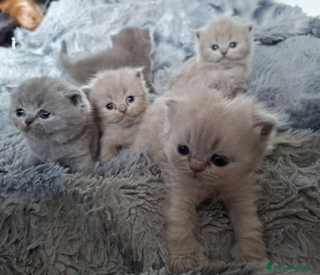 British Shorthair cats for sale: British short hair kittens - Image 5