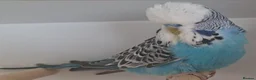Budgerigars birds for sale: Exhibition Budgies for Sale  - Advert 16
