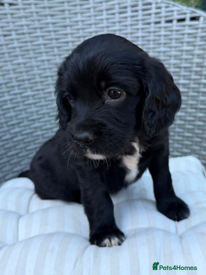 Sprocker dogs Sprocker spaniel  - Advert 2