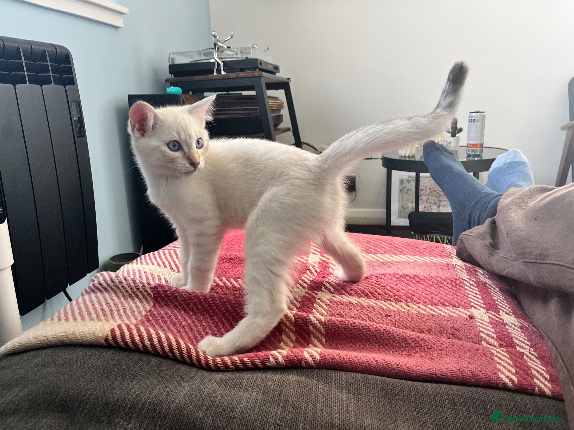 British Shorthair cats Beautiful BSH kittens  - Advert 2