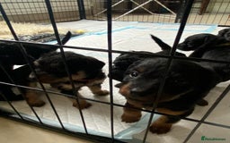 Mixed Breed dogs for sale: 3/4 patterdale 1/4 staffy x cavapoo pups - Image 6