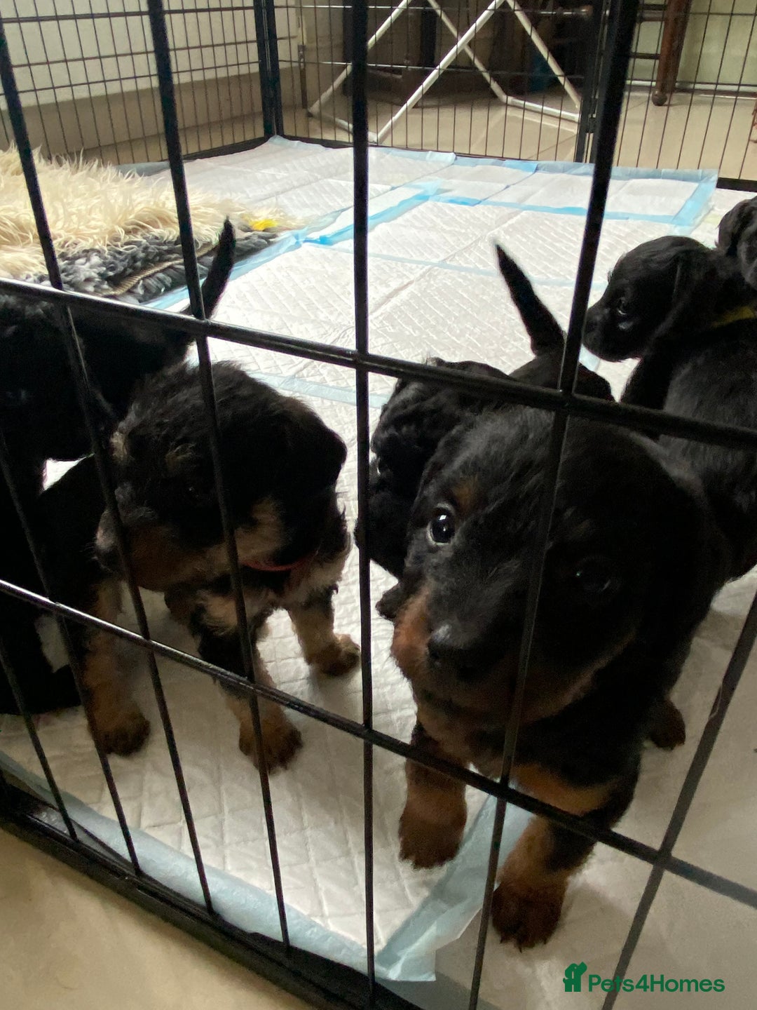 Mixed Breed dogs for sale: 3/4 patterdale 1/4 staffy x cavapoo pups - Image 6
