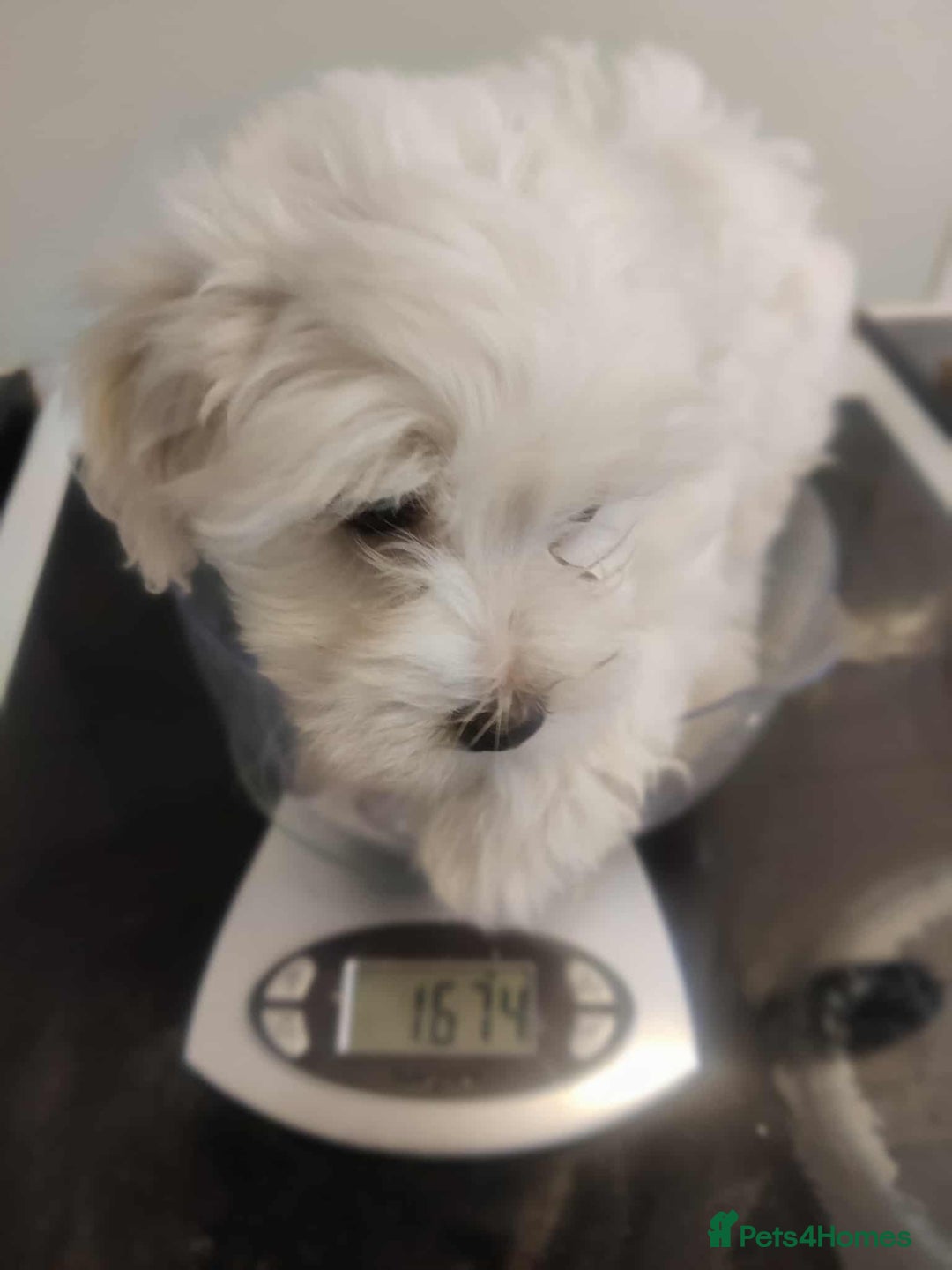 Maltese dogs for sale: Ready to go ! Gorgeous Maltese girls for salee - Image 11