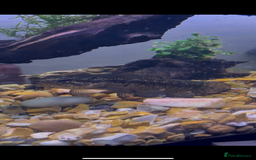Other/Mixed Breed fish for sale: Black wolf fish (Hoplias curupira) - Image 2