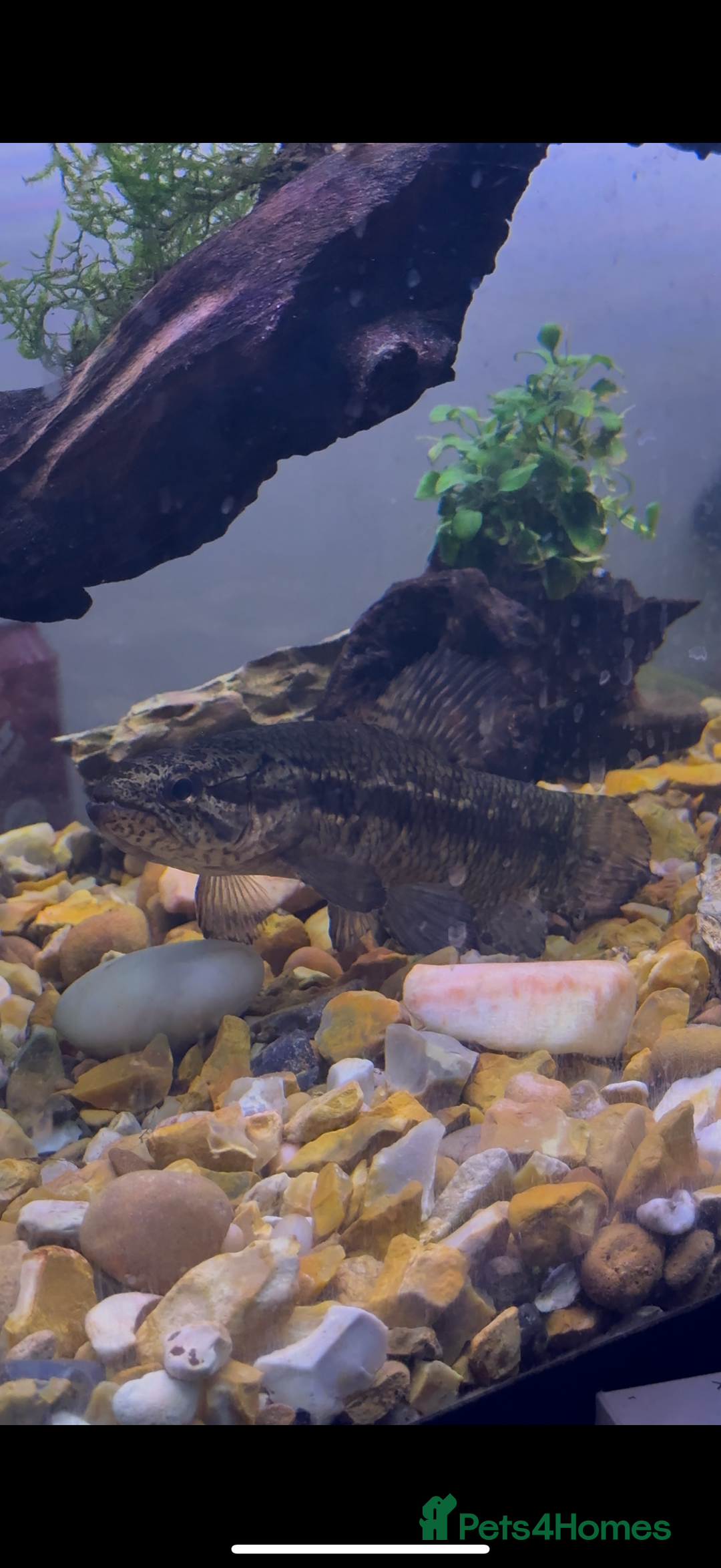 Other/Mixed Breed fish for sale: Black wolf fish (Hoplias curupira) - Image 2